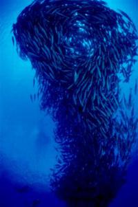 粟国島美南海Gwギンガメ遭遇率 2013/05/09 19:01:16