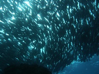 2014   Gw  粟国島  美南海 2014/05/09 08:21:46