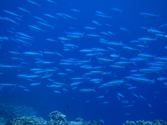 2014  5月  粟国島 美南海