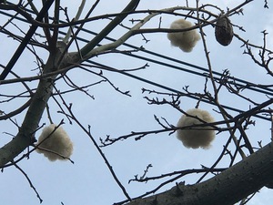 なんだ、こりゃ。