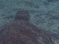 カメ太郎に連れてってもらった竜宮城