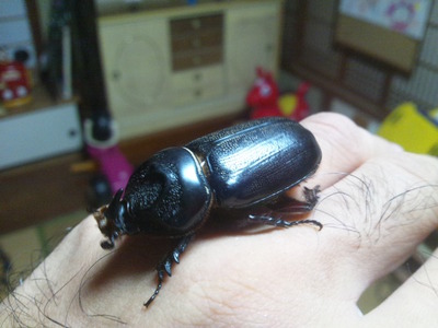 来た来たタイワンカブト