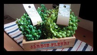 ★ダイソー、フェイクgreen.:＊:・'°☆