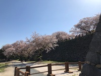 桜(*^^)v
