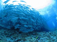 粟国島＆渡名喜島遠征ダイブ 2013/02/18 14:44:39
