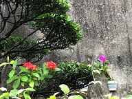 サンダンカとラン 2018/09/11 08:44:26