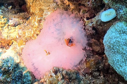 9/22 　クエフ北/黒島北/ウチザン礁