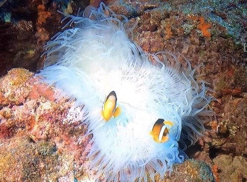 9/22 　クエフ北/黒島北/ウチザン礁