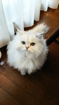 猫、夢枕にたつ。