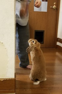 飢えたうさぎVS姪 2018/12/20 06:31:57