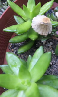 くば笠こびと発見(@_@)！