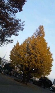 紅葉とスカイツリー 2011/12/12 16:52:30