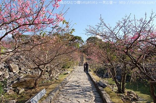 沖縄の寒緋桜と桜まつり