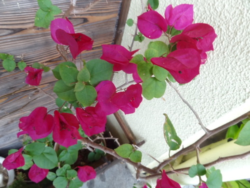 植物もクリスマス♪