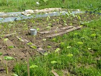 ターンム畑の雑草 2011/06/29 13:37:07