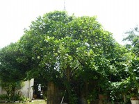 晩白柚（ばんぺいゆ） 2011/07/08 14:23:33