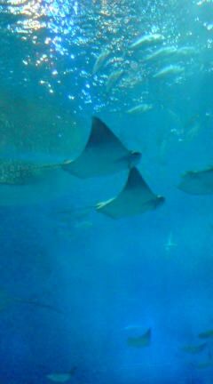 美ら海水族館