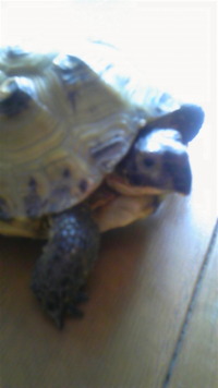 斎場御嶽 2010/04/12 14:49:10