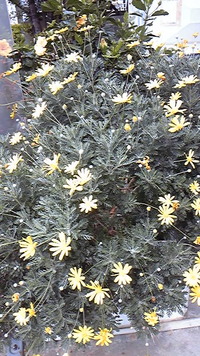 ☆月の砂漠☆ 2010/04/19 11:02:25