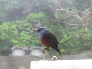 雨宿り