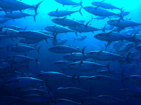 粟国島　イソマグロ爆発 2012/05/29 16:12:32