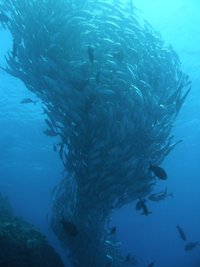 粟国島・ギンガメ情報 2012/05/31 11:37:08