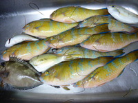 三連休は 2010/03/23 09:39:19