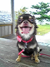優勝だワンッ！ 2010/04/03 17:39:03