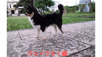 ジェイク♂１歳！ 2010/05/29 20:28:28
