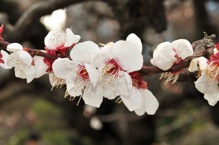 開花宣言が出たけど