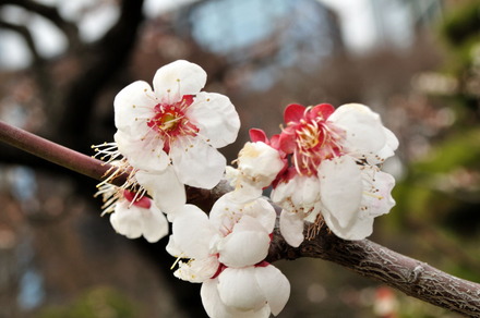 開花宣言が出たけど