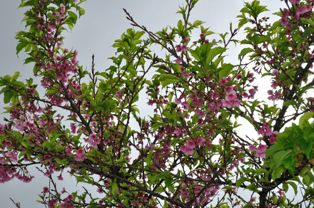 庭の桜、満開になる前に葉桜になっています。