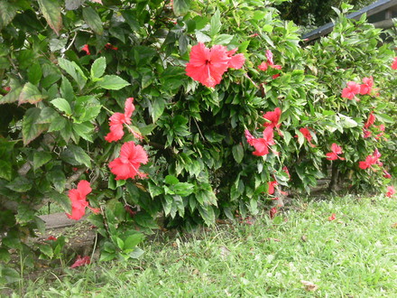 芝刈り in 中城　