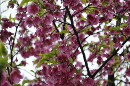 うちのサクラは葉桜