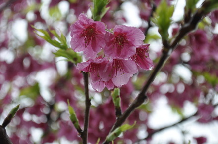 うちのサクラは葉桜
