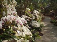 ビオスの丘　うりずんの花祭り開催中 2010/03/24 23:47:36