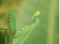 プルメリアに見惚れるキャマキリ