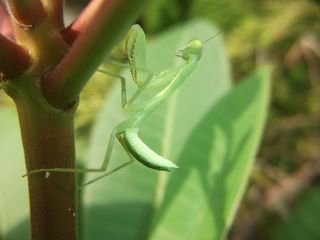 プルメリアに見惚れるキャマキリ