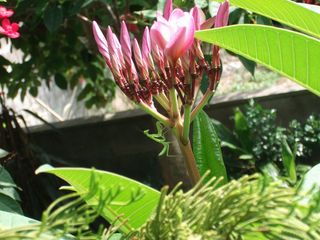 プルメリアに見惚れるキャマキリ