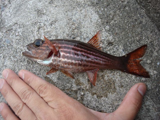 モカの沖縄釣り日記 Ofd