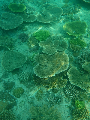 海に咲く花 モンパの木から海へ