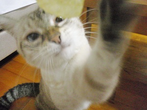 ポテチ