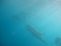 三宅島×御蔵島TOUR報告