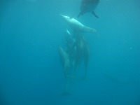 三宅島×御蔵島TOUR報告