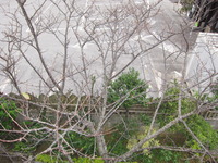 桜の蕾 2012/02/07 10:50:36
