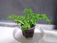 観葉植物…？ 2012/11/22 16:51:55