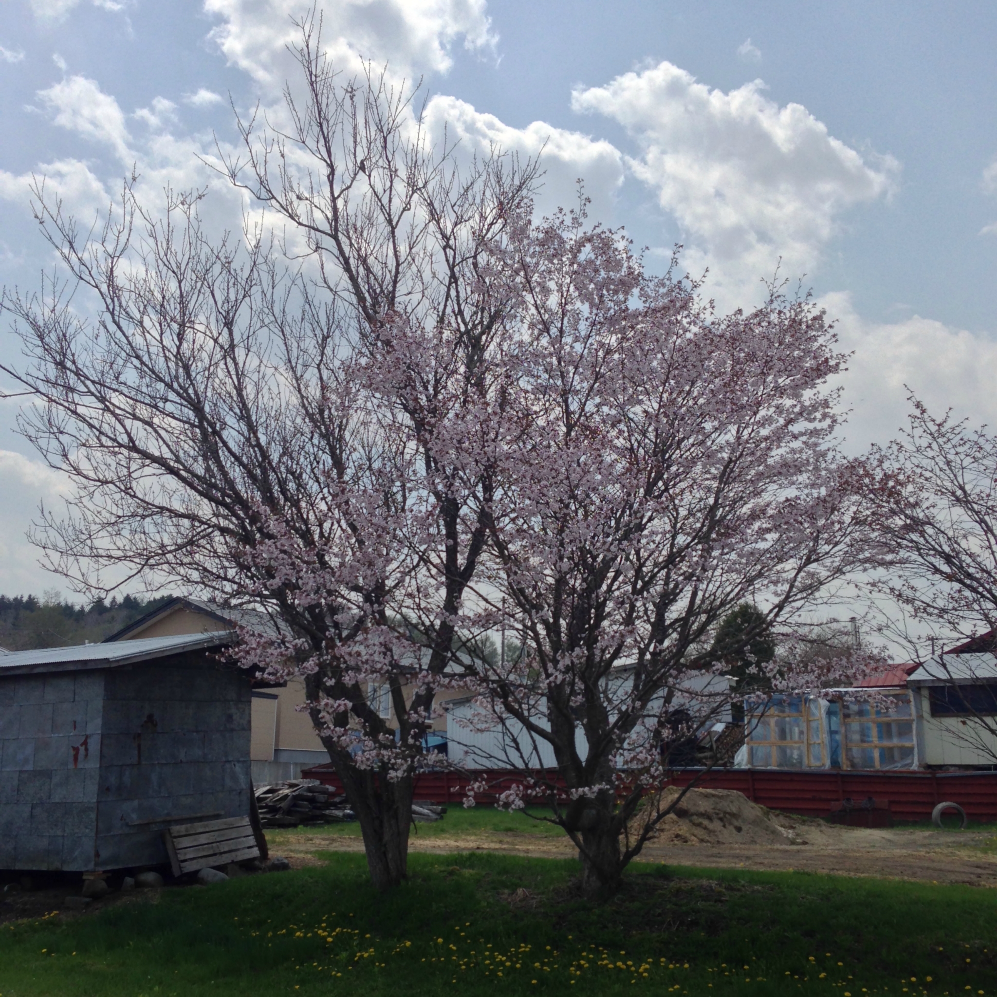 ノロッコ号に乗って湿原の桜へ～道東桜紀行４～