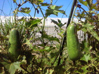 日照りのCocofarm。 2013/07/28 18:47:31