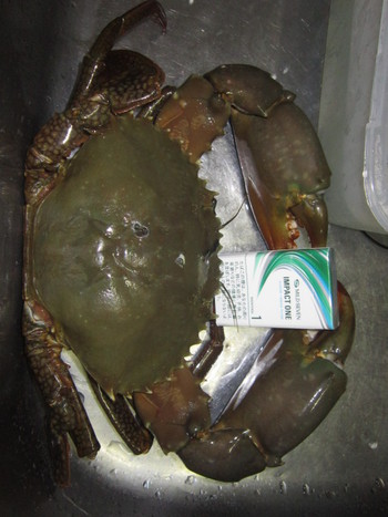 雑魚釣神経痛