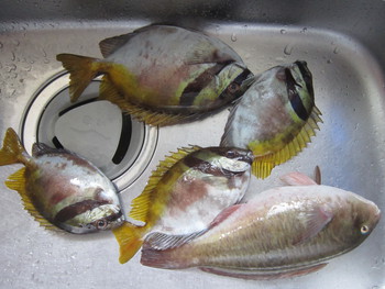 久しぶりの釣果！！